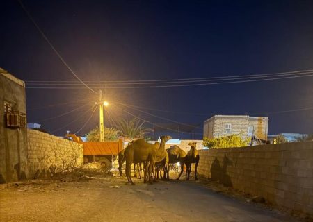 ۱۱ شتر بلاصاحب توقیف شدند / دادستان جاسک: با مالکان خاطی برخورد قاطع می‌شود
