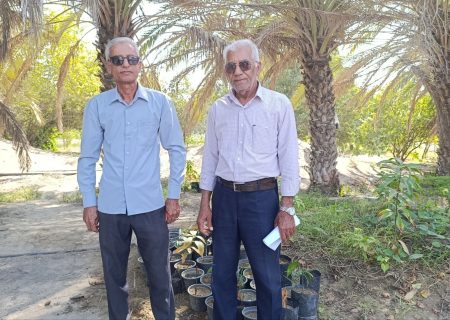 وقتی گرازها جای کشاورزان محصول برداشت می‌کنند!/سد جاسک کهنه به زیستگاه گرازها تبدیل شد