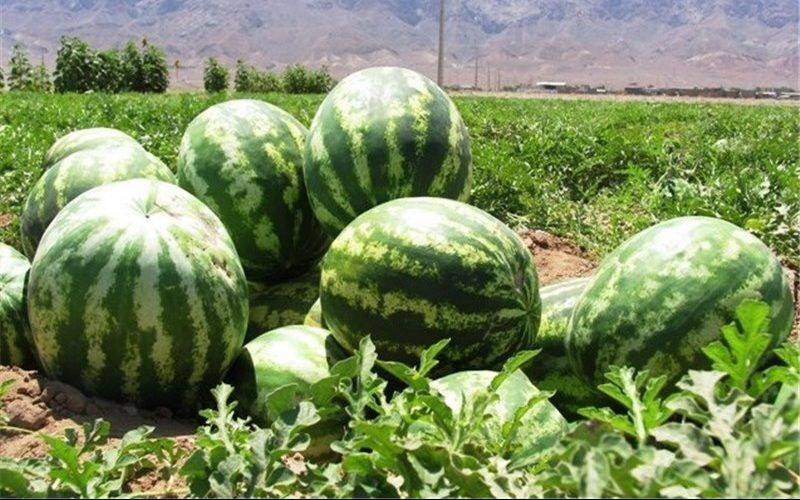 برداشت هندوانه شب یلدا در بندرجاسک آغاز شد