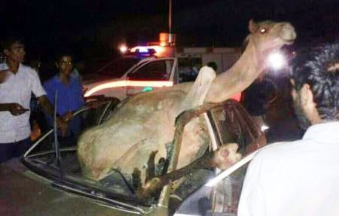 حادثه برخورد پژو پارس با شتر در جاسک یک مصدوم برجا گذاشت 