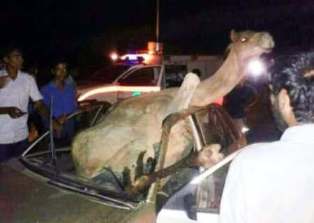 حادثه برخورد پژو پارس با شتر در جاسک یک مصدوم برجا گذاشت  ‌