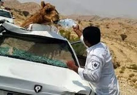 برخورد پراید وانت با شتر در محور جاسک یک نفر راهی بیمارستان شد