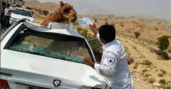 برخورد پراید وانت با شتر در محور جاسک یک نفر راهی بیمارستان شد