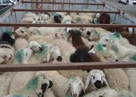 کشف احشام قاچاق در جاسک