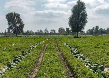 ۳۳۰۰ هکتار از اراضی زیر کشت می‌رود