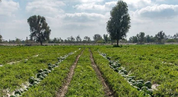 ۳۳۰۰ هکتار از اراضی زیر کشت می‌رود